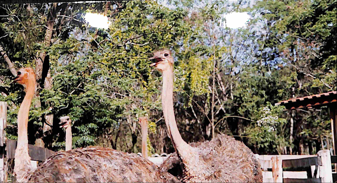 Imagem 4