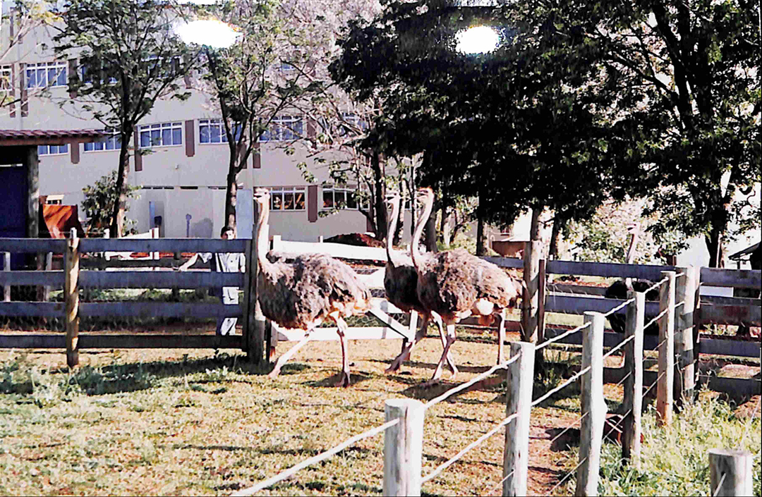 Imagem 6